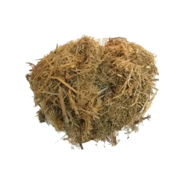 Bagasse