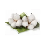 Organic Cotton
