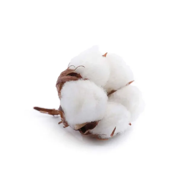 Pima cotton