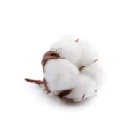Supima Cotton
