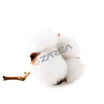Supima-cotton