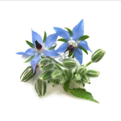 Premium Borage