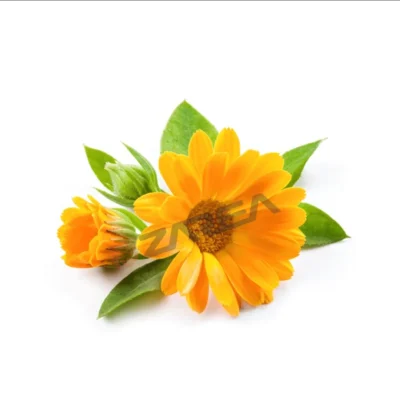 Premium Calendula