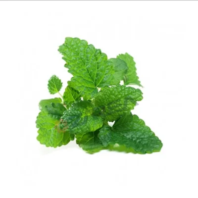 Premium  Lemon balm