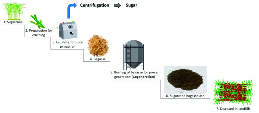 The journey of sugarcane bagasse begins in the vast sugarcane fields where the cane is harvested and transported to mills.