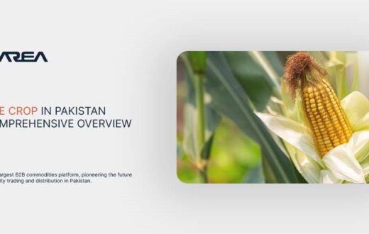 Let's take an overview of maize crop in Pakistan! Explore how Zarea is changing commodity trends and B2B markets across the country.