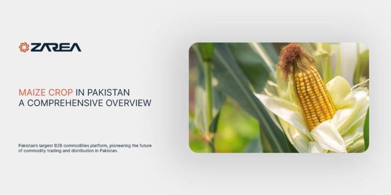 Let's take an overview of maize crop in Pakistan! Explore how Zarea is changing commodity trends and B2B markets across the country.