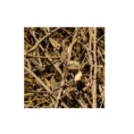 Cotton Stalks
