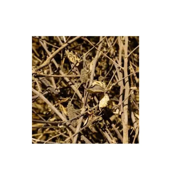 Cotton Stalks
