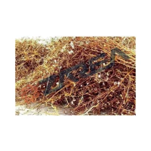 cotton stalks