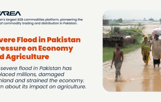 The severe flood in Pakistan has displaced millions, damaged farmland and strained the economy. Learn about its impact on agriculture.