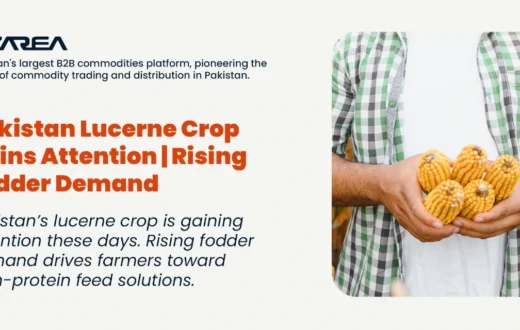 Pakistan’s lucerne crop is gaining attention these days. Rising fodder demand drives farmers toward high-protein feed solutions.