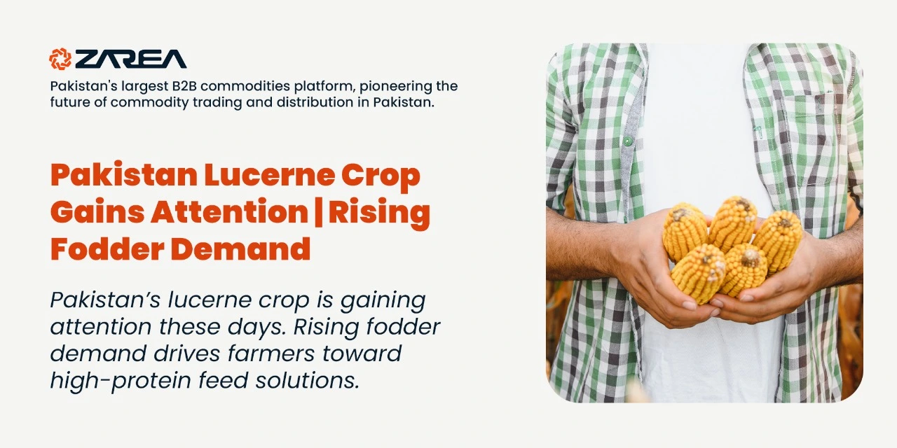 Pakistan’s lucerne crop is gaining attention these days. Rising fodder demand drives farmers toward high-protein feed solutions.